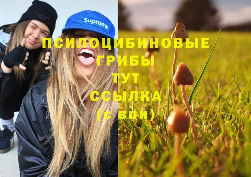 Псилоцибиновые грибы Cubensis  Бабушкин 